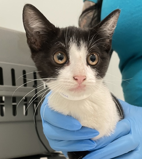 NYCDEATHROWCATS's tweet image. THERE ARE 45 ANIMALS (28 CATS & 17 DOGS) AT RISK FOR TUESDAY 07/22/25 DEADLINE IS NOON. PLEASE SHARE, FOSTER, ADOPT, TAG FRIENDS, POST TO SOCIAL MEDIA SITES, PLEDGE TO HELP SAVE THEIR LIVES. NEW PHOTOS. newhope.shelterbuddy.com/animal/list