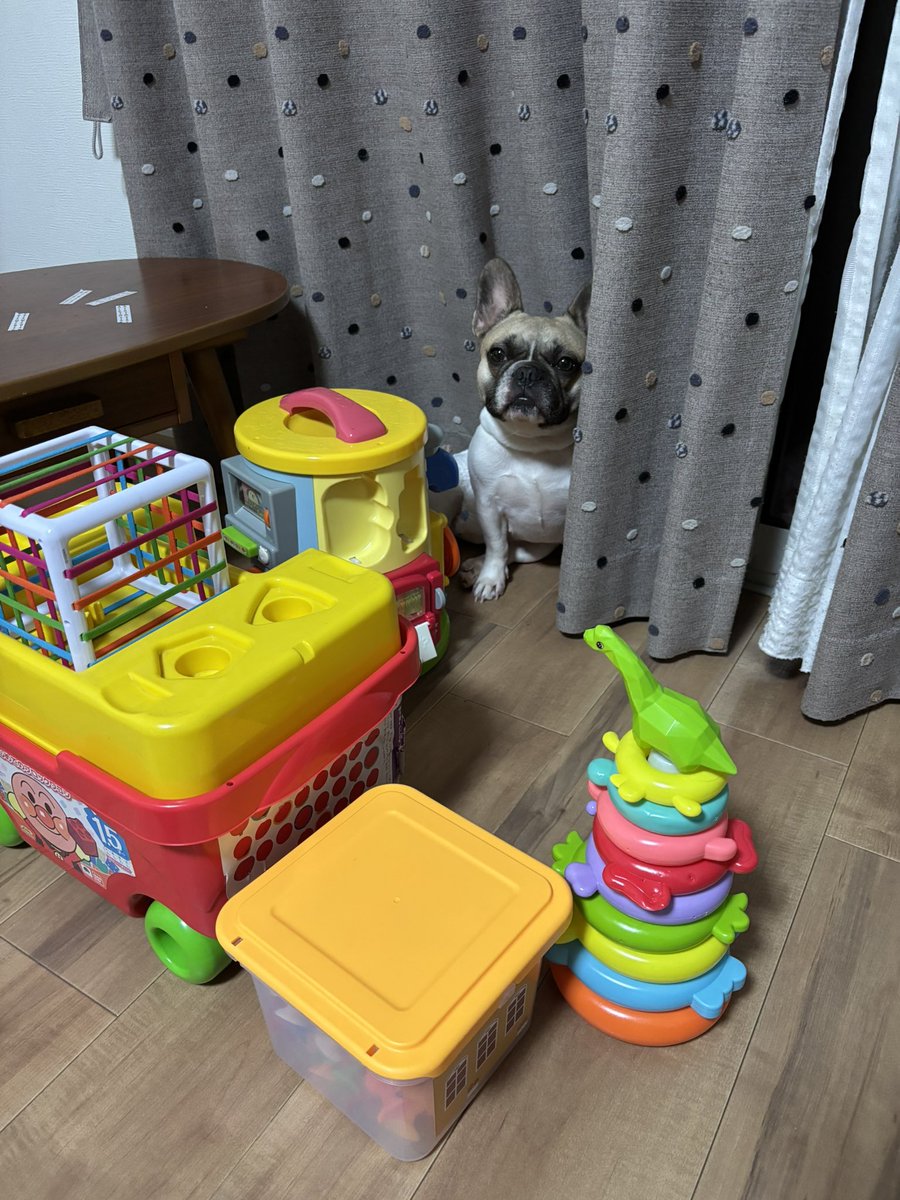 ししゃもん｜フレブル【ひめ】 tweet media