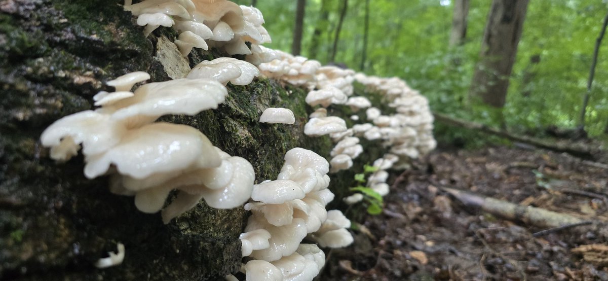 Found soo many mushrooms in the woods today . Massive flush of oysters and a bunch of Chanterelles . Goood eats