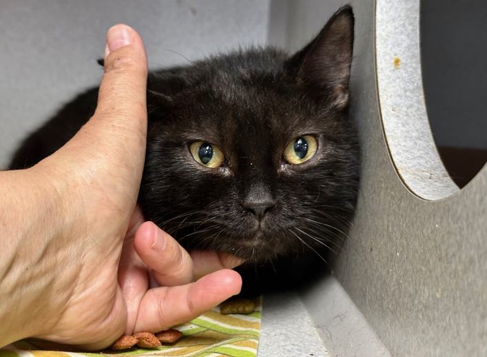 NYCDEATHROWCATS's tweet image. THERE ARE 45 ANIMALS (28 CATS & 17 DOGS) AT RISK FOR TUESDAY 07/22/25 DEADLINE IS NOON. PLEASE SHARE, FOSTER, ADOPT, TAG FRIENDS, POST TO SOCIAL MEDIA SITES, PLEDGE TO HELP SAVE THEIR LIVES. NEW PHOTOS. newhope.shelterbuddy.com/animal/list
