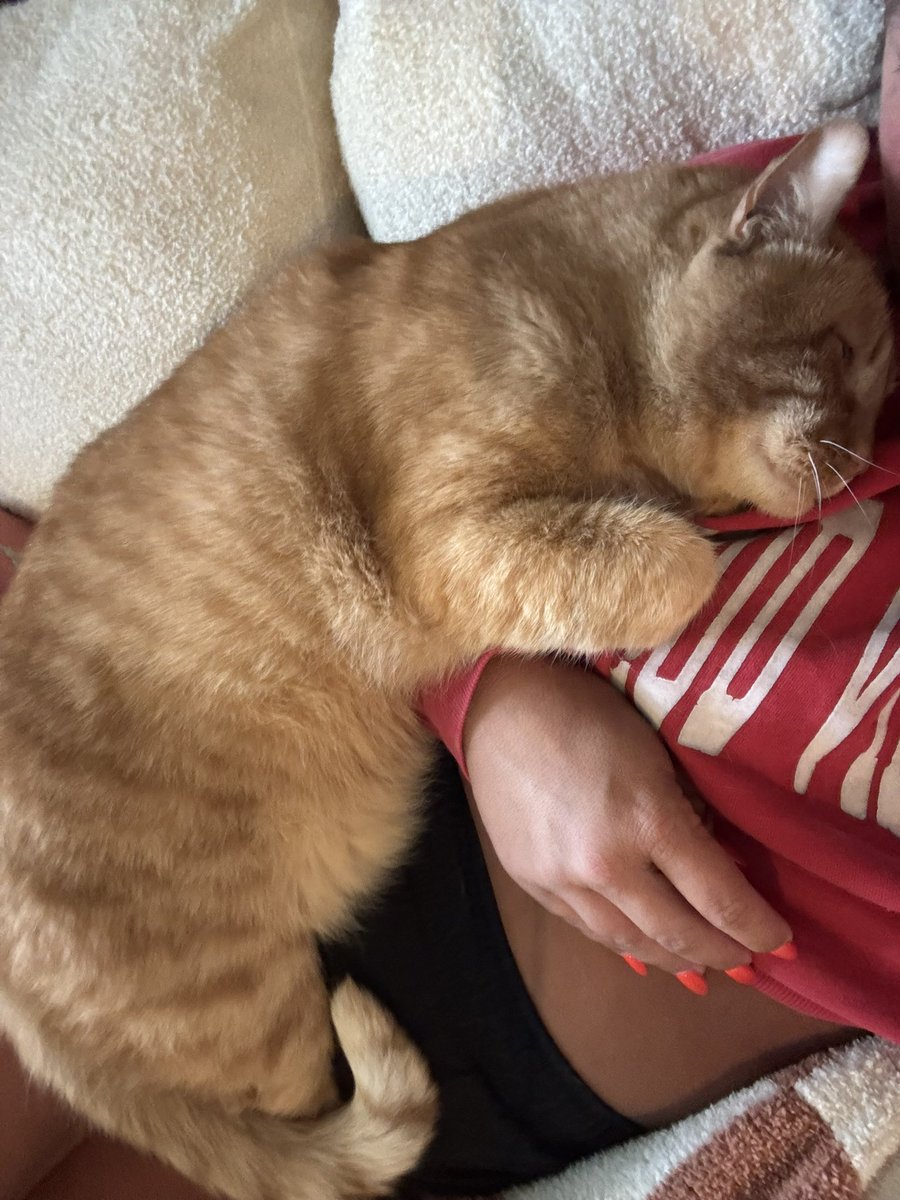 googleymoogley's tweet image. Chedd going snuggle mode made it worth not being able to nap tbh