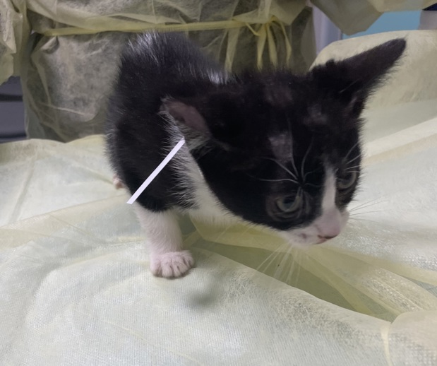 NYCDEATHROWCATS's tweet image. THERE ARE 45 ANIMALS (28 CATS & 17 DOGS) AT RISK FOR TUESDAY 07/22/25 DEADLINE IS NOON. PLEASE SHARE, FOSTER, ADOPT, TAG FRIENDS, POST TO SOCIAL MEDIA SITES, PLEDGE TO HELP SAVE THEIR LIVES. NEW PHOTOS. newhope.shelterbuddy.com/animal/list