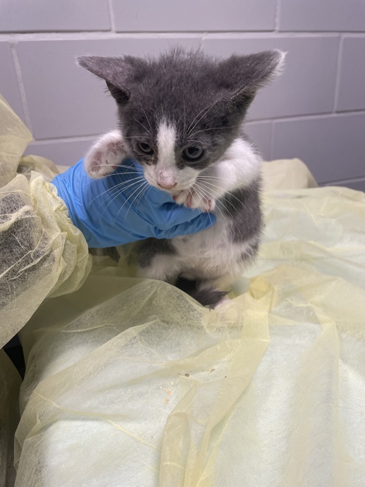NYCDEATHROWCATS's tweet image. THERE ARE 45 ANIMALS (28 CATS & 17 DOGS) AT RISK FOR TUESDAY 07/22/25 DEADLINE IS NOON. PLEASE SHARE, FOSTER, ADOPT, TAG FRIENDS, POST TO SOCIAL MEDIA SITES, PLEDGE TO HELP SAVE THEIR LIVES. NEW PHOTOS. newhope.shelterbuddy.com/animal/list