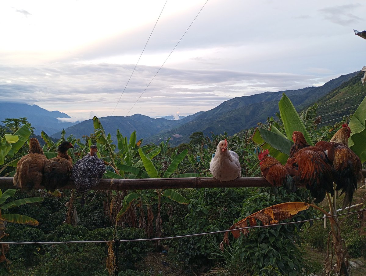 SebachoTian's tweet image. Las gallinas duermen en una rama :3