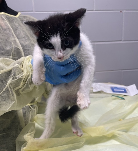 NYCDEATHROWCATS's tweet image. THERE ARE 45 ANIMALS (28 CATS & 17 DOGS) AT RISK FOR TUESDAY 07/22/25 DEADLINE IS NOON. PLEASE SHARE, FOSTER, ADOPT, TAG FRIENDS, POST TO SOCIAL MEDIA SITES, PLEDGE TO HELP SAVE THEIR LIVES. NEW PHOTOS. newhope.shelterbuddy.com/animal/list