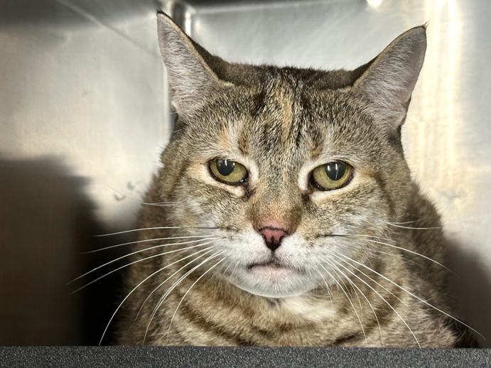 NYCDEATHROWCATS's tweet image. THERE ARE 45 ANIMALS (28 CATS & 17 DOGS) AT RISK FOR TUESDAY 07/22/25 DEADLINE IS NOON. PLEASE SHARE, FOSTER, ADOPT, TAG FRIENDS, POST TO SOCIAL MEDIA SITES, PLEDGE TO HELP SAVE THEIR LIVES. NEW PHOTOS. newhope.shelterbuddy.com/animal/list