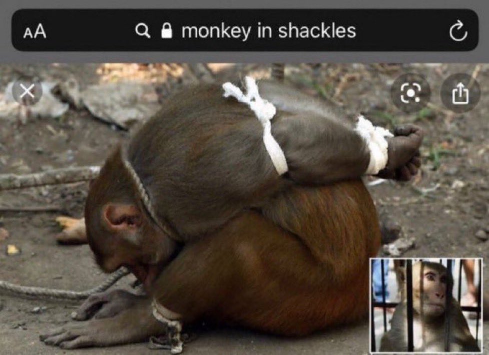 dankeywang's tweet image. Might as well gamble my life savings and then kill myself if I lose