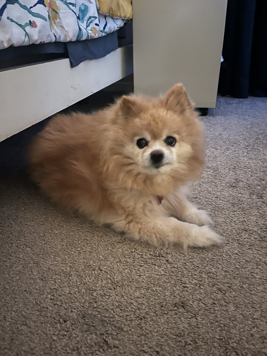 look at this cutie I’m dog sitting 😭❤️ he’s the sweetest thing ever