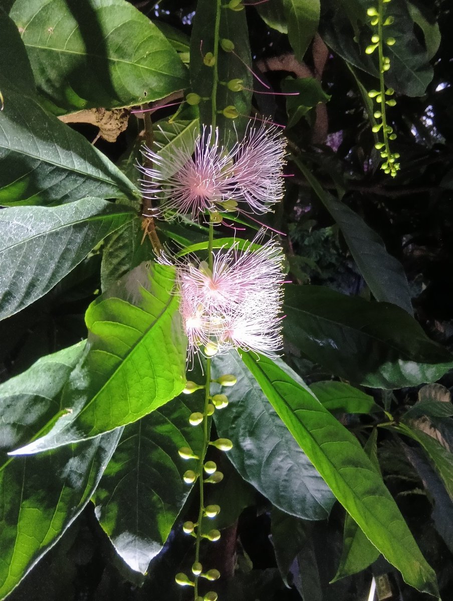 今日の手洗いも、百人一首から、藤原公任さんとともに。

滝の音は
絶えて久しく
なりぬれど
名こそ流れて
なほ聞こえけれ

おはようございます
今日を佳い日に出来ますように🤗 

サガリバナ
今年も会えました