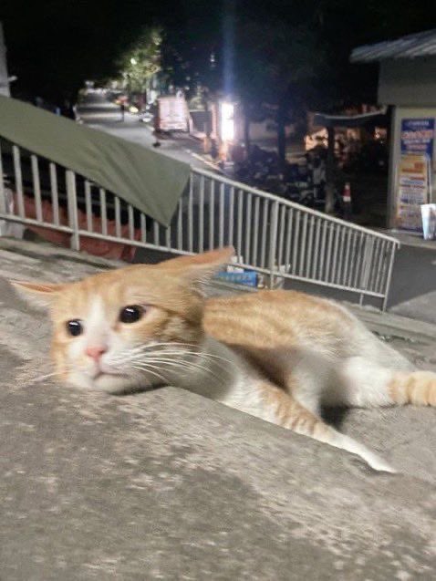 TheMeowProject's tweet image. A very sad baby