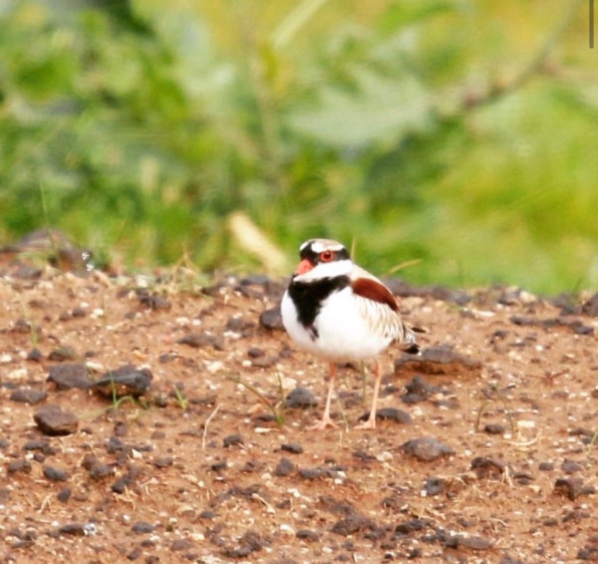Reinharderdman's tweet image. A beautiful black fronted dotterel was wearing his scarf in the cold day... Many colours and patterns in this tiny bird which make them really attractive.