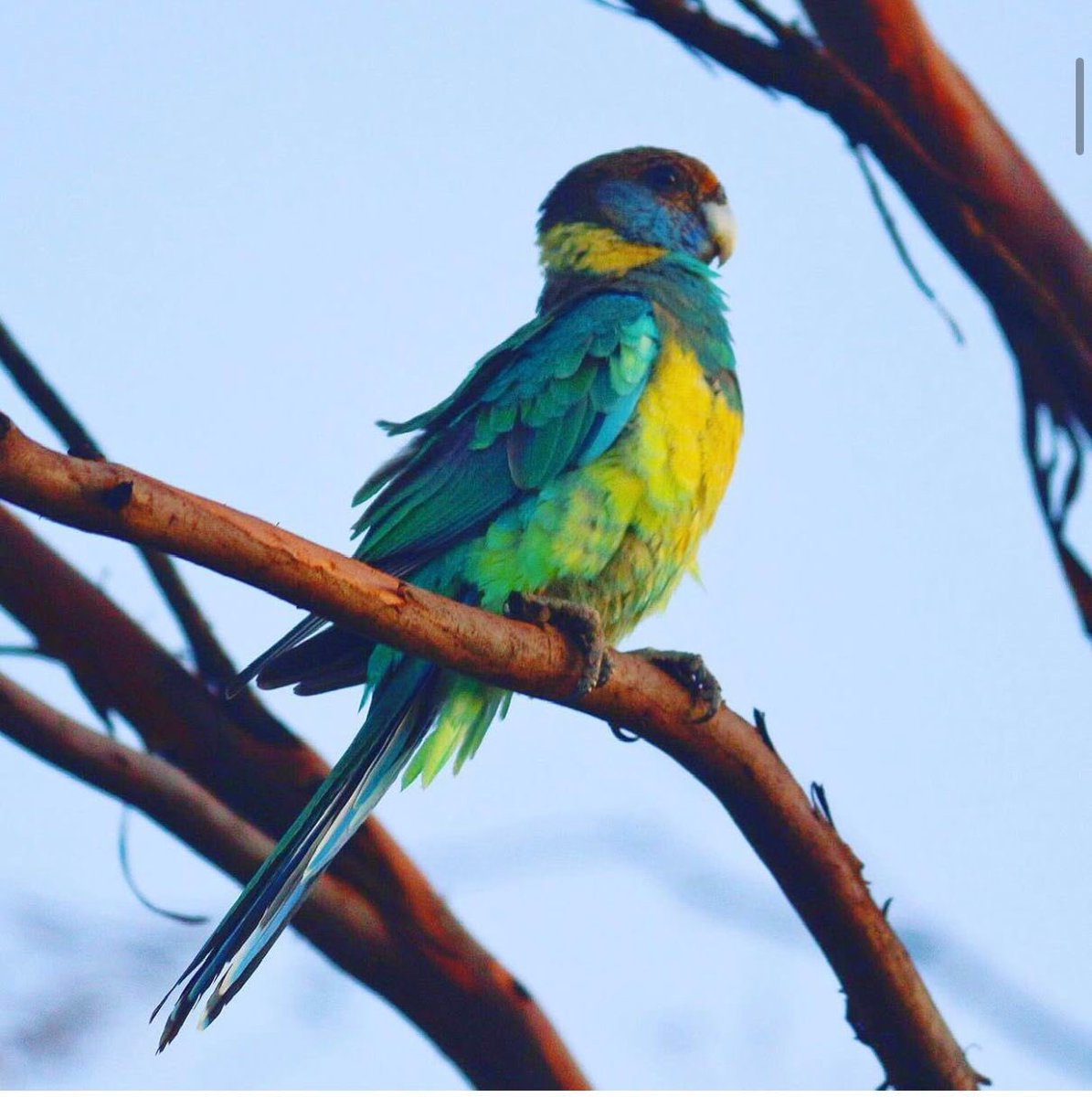 Reinharderdman's tweet image. Such a majestic bird! A colourful Rosella deep in thought 🤷♂️🥰
#birdslove
#rosellabird
#wildlifephotography
#brisbane
#queensland