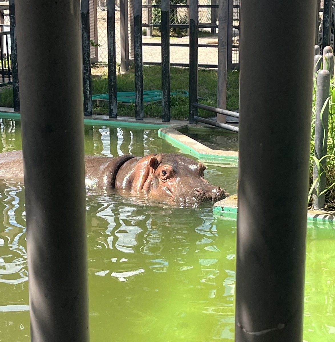 tTFeV7Kb3b81768's tweet image. 万博に続いて京都市動物園に参りました。
お目当てのヤブイヌが見れて感無量!
好きな動物ランキングにランクインするほど惚れ込んでしまった、、、。
写真は全然上手に撮れないので目に焼き付けてきました。
あとは象のプールインにアメリカバクプリティ過ぎ事件、かばぴょうの可愛さは必見でした