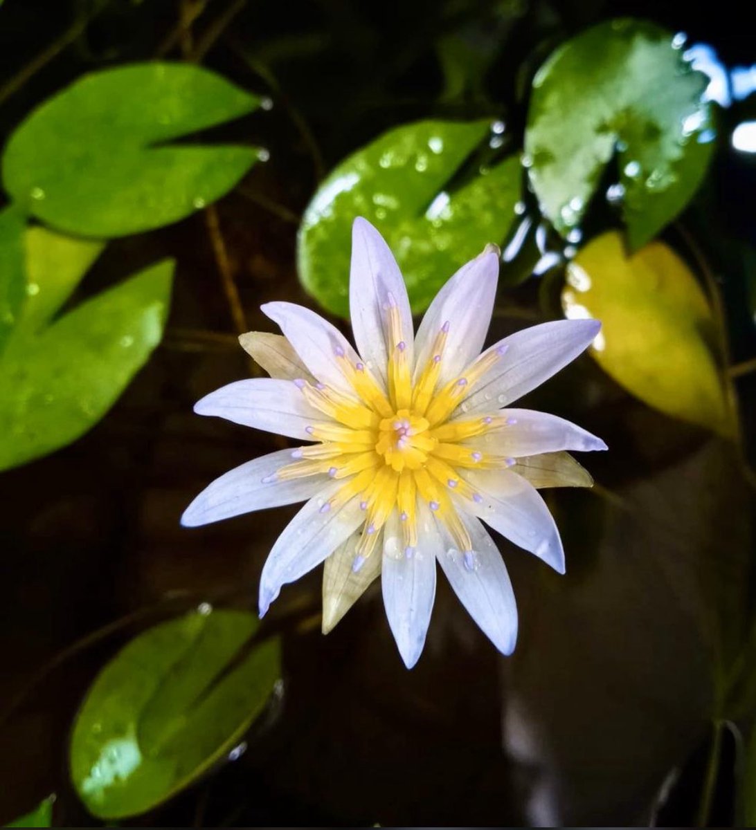 #shotoniphone #sdimate #loto