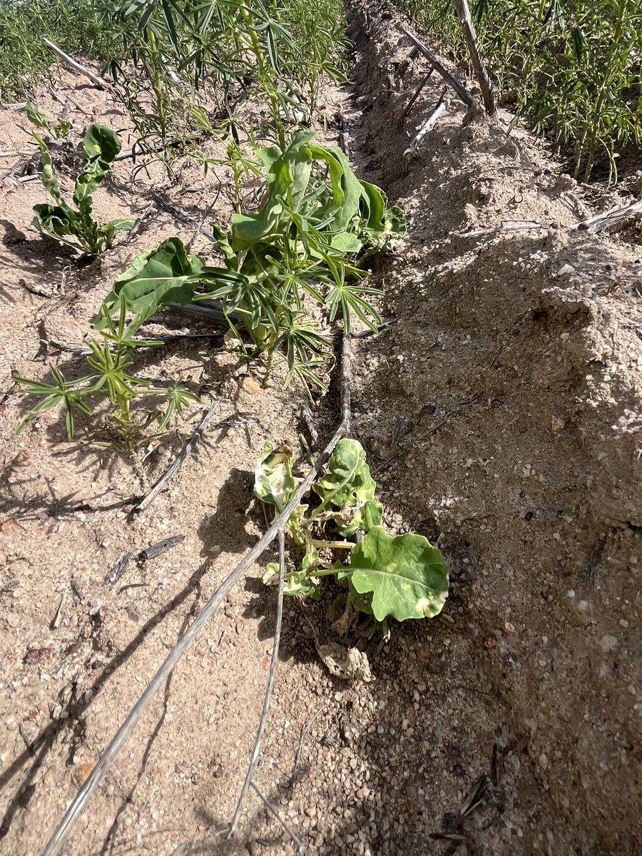 Never used the old eclipse herbicide but managed to find some old stock and perfect for vol canola in lupins.  Eclipse 10g on left hand side. Picolinafen 50g on right hand side but looks like it will grow through the picolinafen.