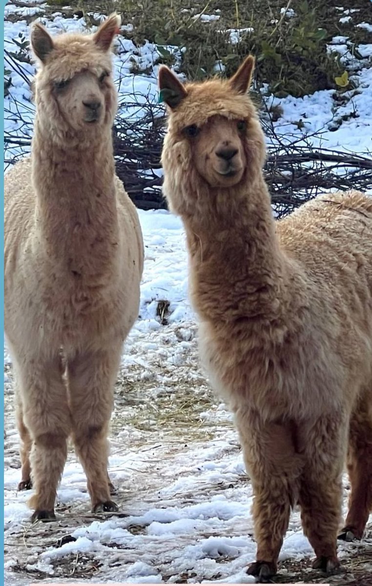 KJ &amp; Little Willie watching the #MilwaukeeBrewers all month from our farm in Chilean Patagonia. They are 💯 convinced the Spirit of Bob Uecker is guiding this team from the other side.

#ThisIsMyCrew #Brewers