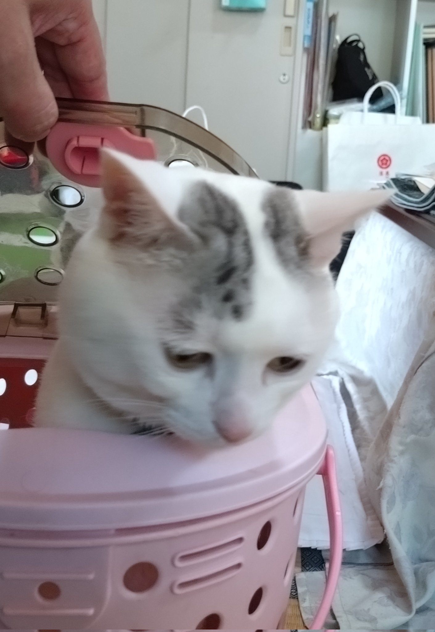 山猫 楽天市場】tower タワー 石こうボード壁対応ウォール猫用爪とぎ