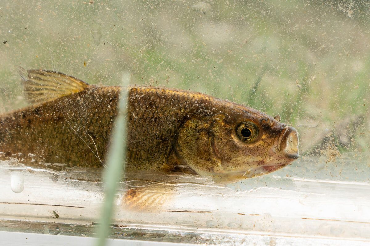 TheNVIndy's tweet image. A prominent Nevada environmentalist’s call for farmers to shut off irrigation in Fish Lake Valley in order to save a rare fish has united opponents seeking to halt its listing on the federal endangered species list.
Read about it here: thenevadaindependent.com/article/centra…