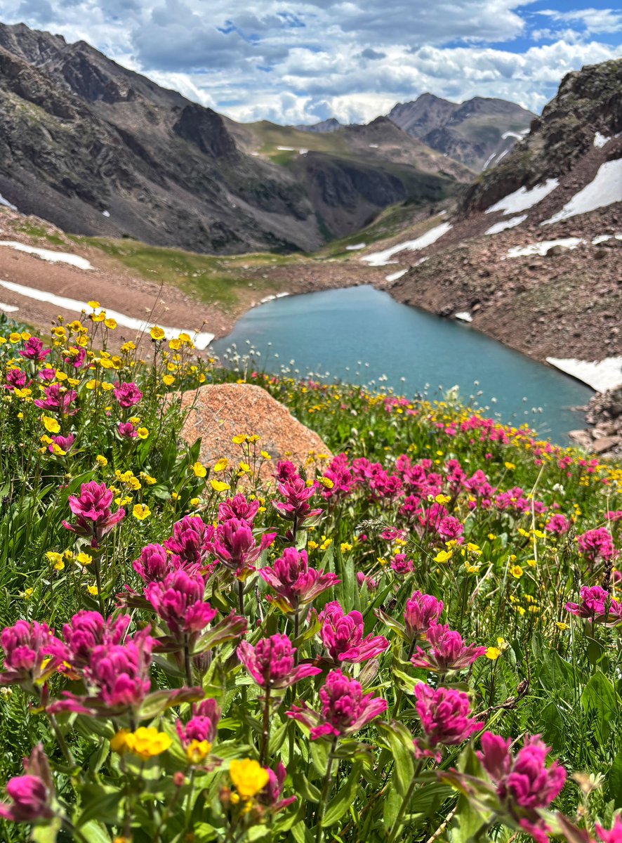 Summit County (CO) wildflowers in full display.