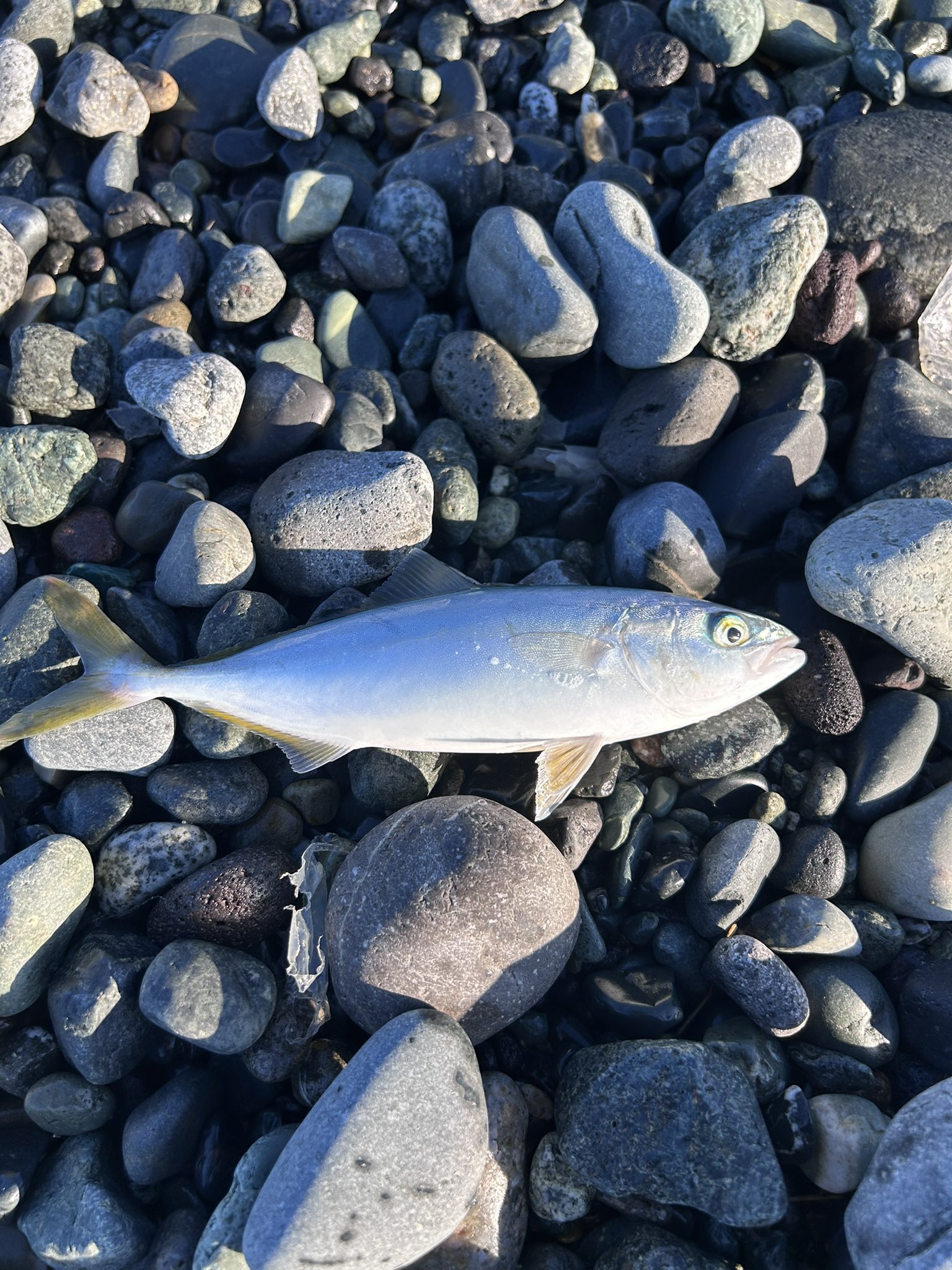 猫又マタタビ (@silver76union) / X