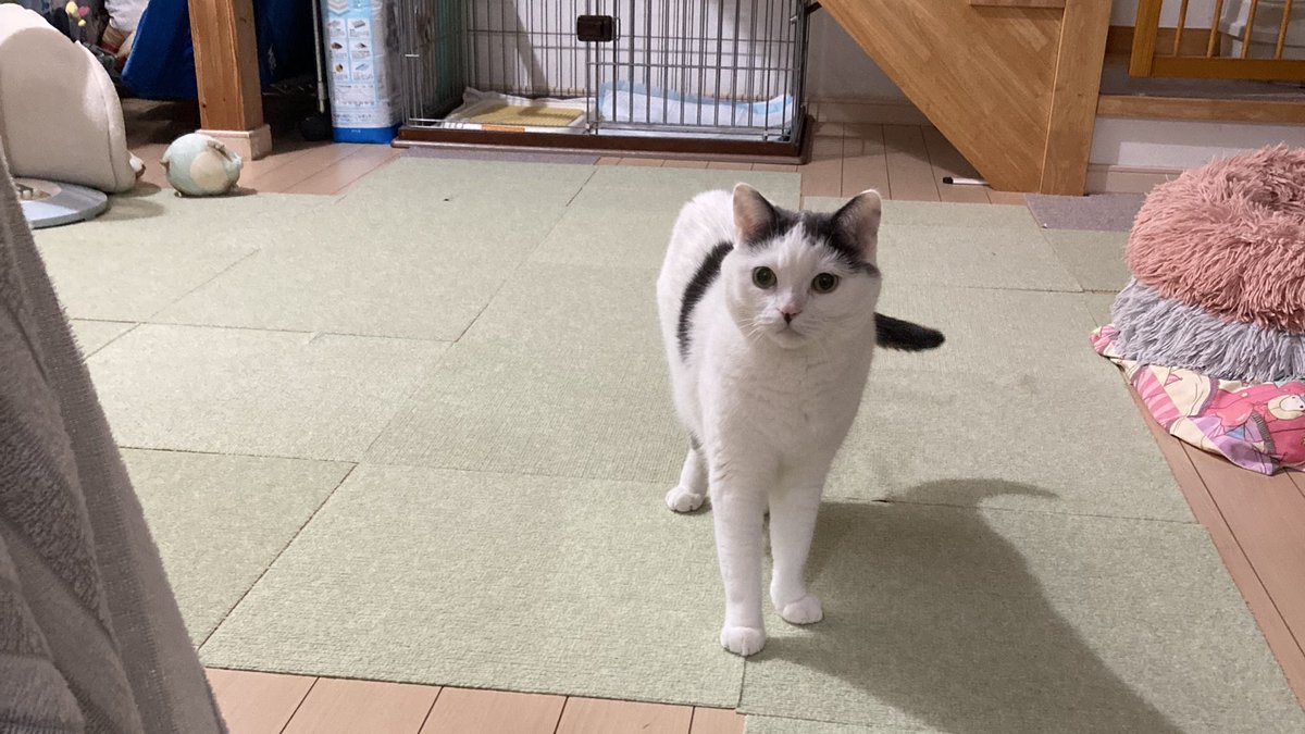 hapihapihazuki's tweet image. 石の次は胃腸炎ですと…
