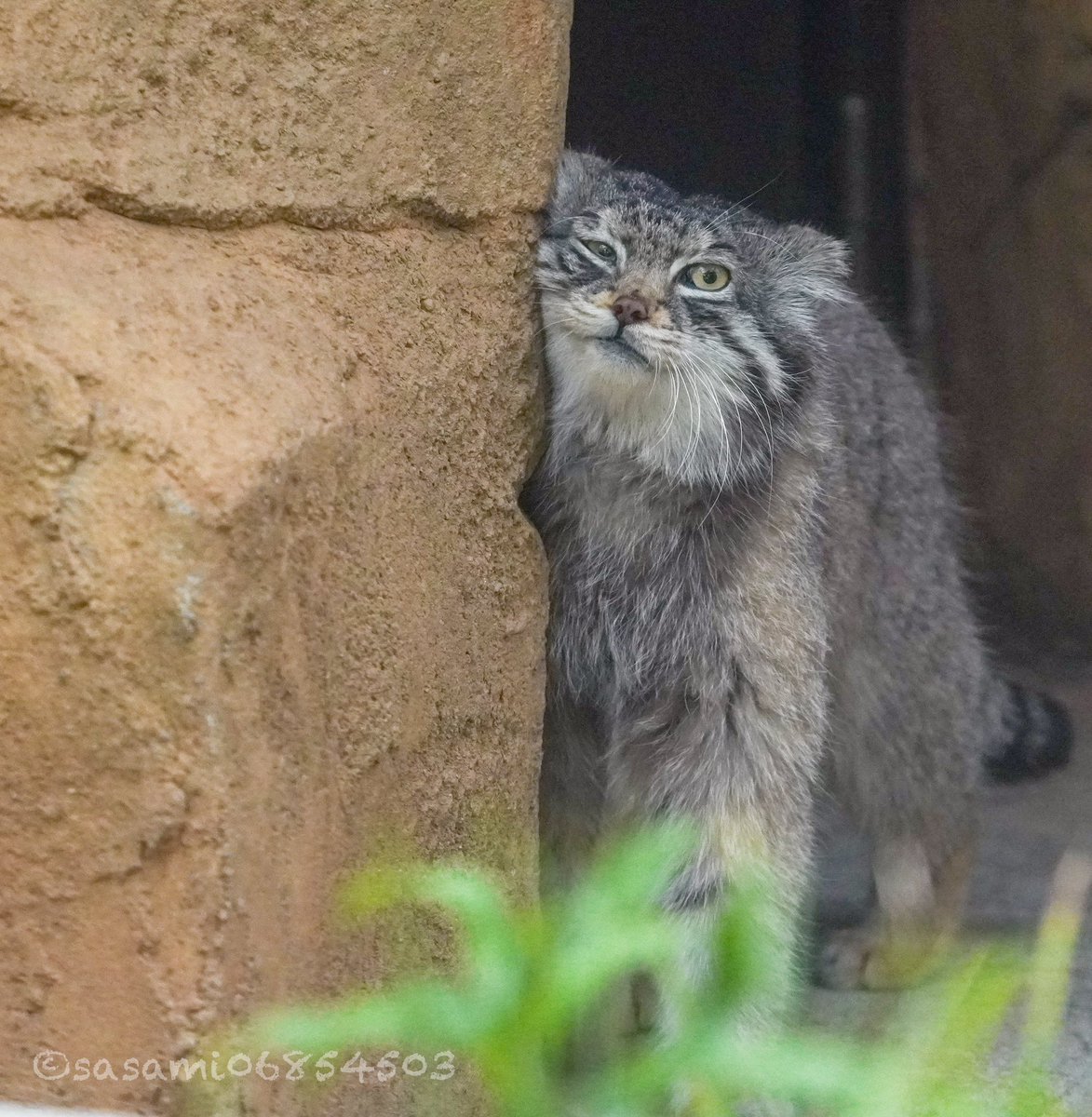 sasami06854503's tweet image. すりすりイーリス
#マヌルネコ　#王子動物園