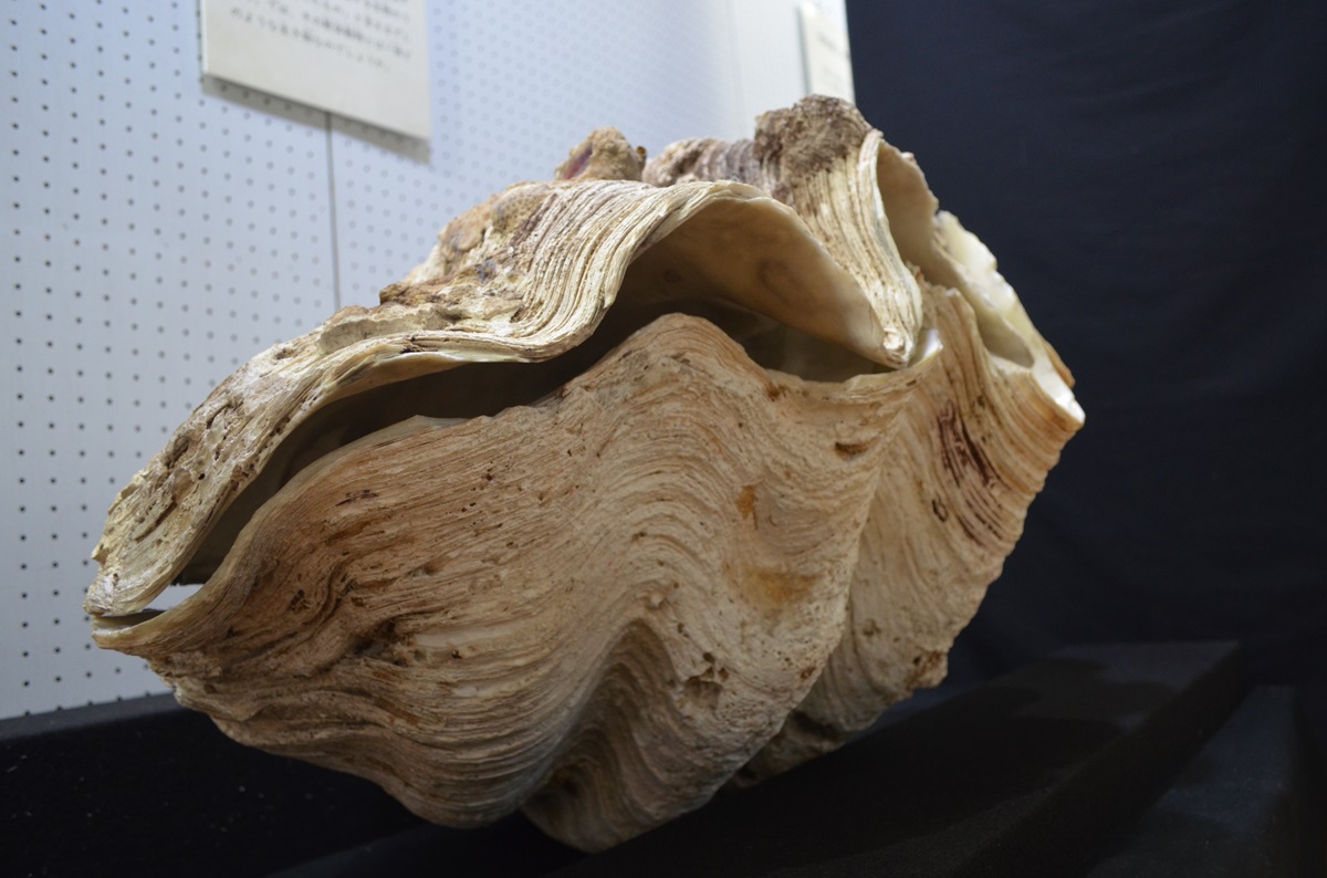 超特大シャコガイ