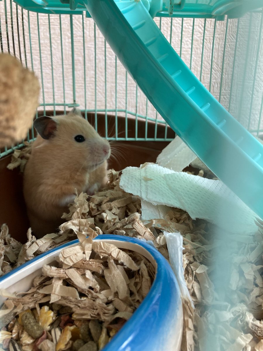 Ln0Ccn's tweet image. 今日0時から元気なキンクマハムスター　　もなか　メス