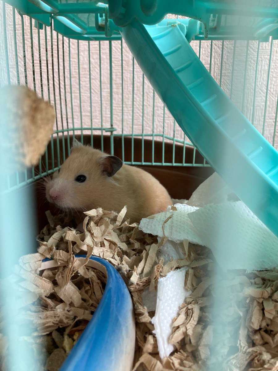 Ln0Ccn's tweet image. 今日0時から元気なキンクマハムスター　　もなか　メス