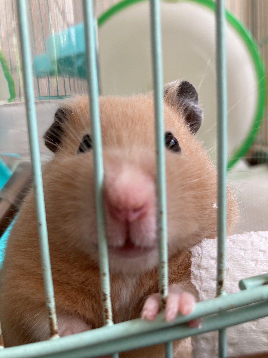 Ln0Ccn's tweet image. 今日0時から元気なキンクマハムスター　　もなか　メス