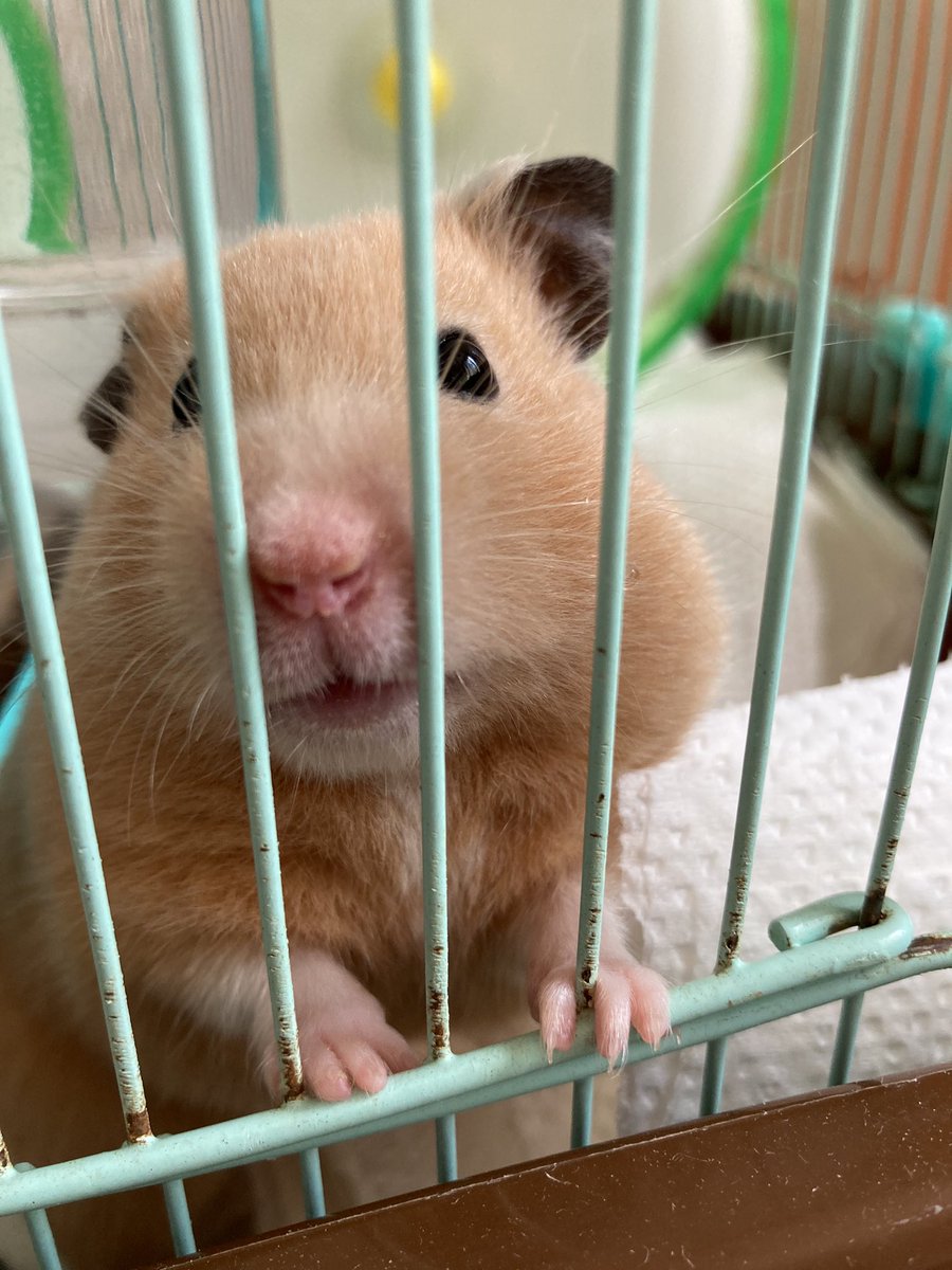 Ln0Ccn's tweet image. 今日0時から元気なキンクマハムスター　　もなか　メス