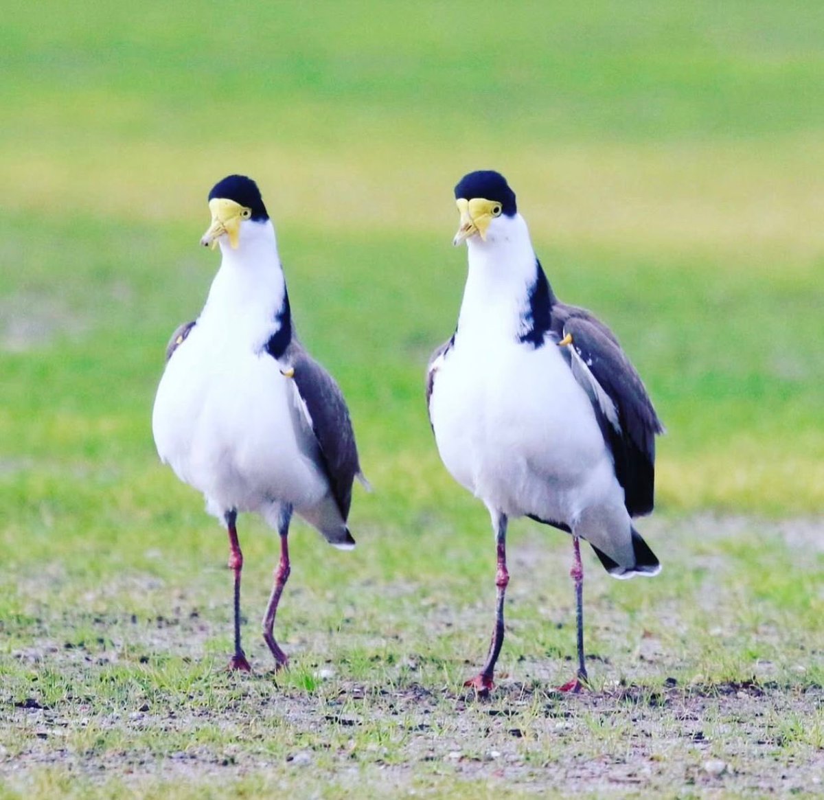 Reinharderdman's tweet image. A couple of masked lapwing buddies having a relaxed afternoon!
I learnt that they fiercely protect their babies and it is believed they even deliberately lead predators to pretend nests so that real nest will remain undisclosed 😮🥰
#deep
#birdslove
#maskedlapwing
#wildlifeph