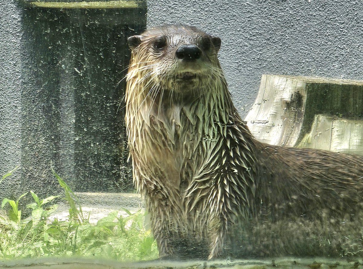 moriokazoo's tweet image. プールの掃除のためカナダカワウソの放飼場の外で準備していると、収容待ちのメス“カエデ”が窓の前に来てジーっと担当者を監視していました。「普段は収容時間になっても気持ちよさそうに寝ていて起きてくれないのに…」と思ったことは“カエデ”には内緒です。#ZOOMO #つながるいのち #行こうぜZOOMO
