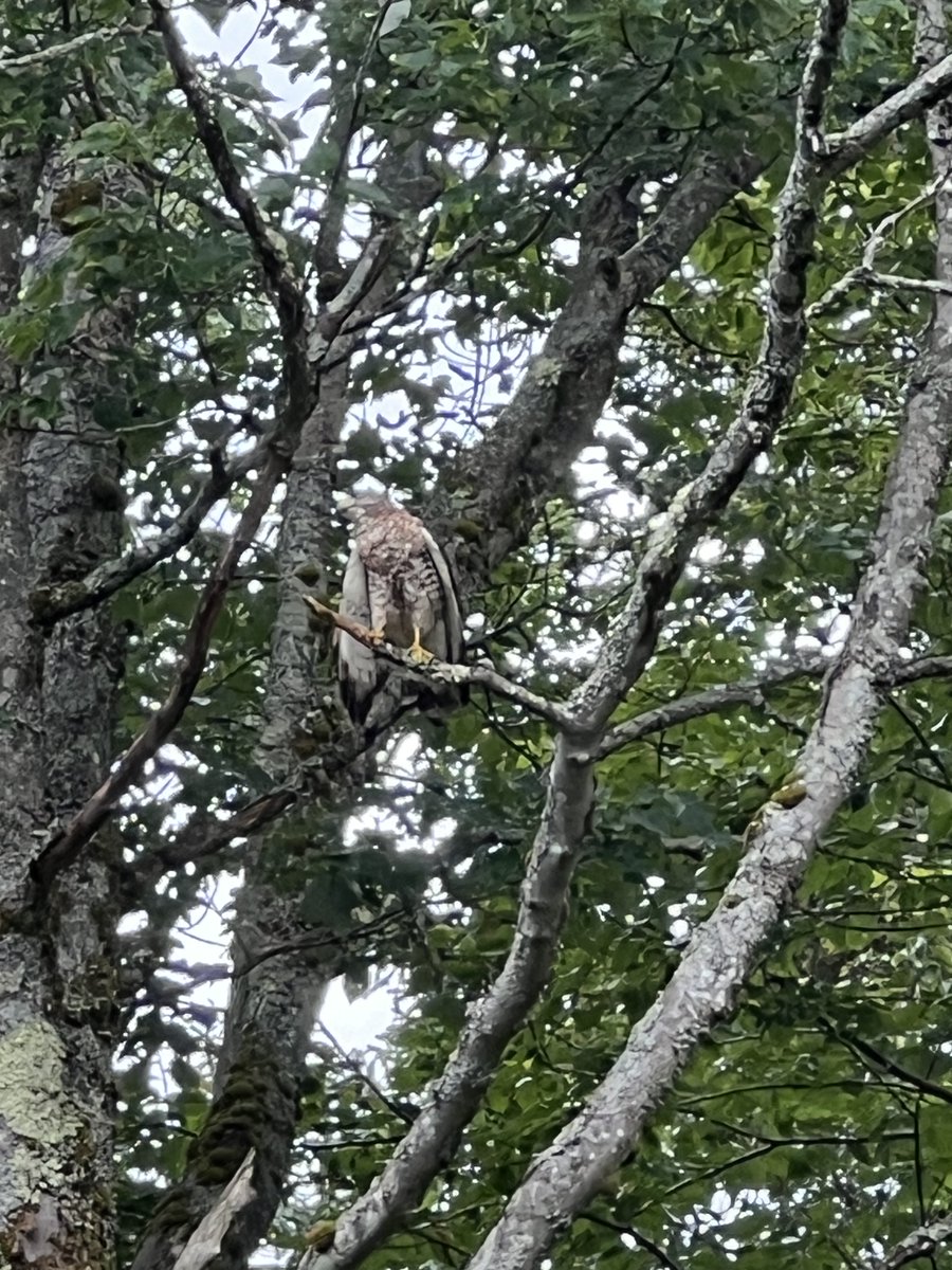 VermonsterWx's tweet image. The resident broad-winged hawk stopped by for another visit today...