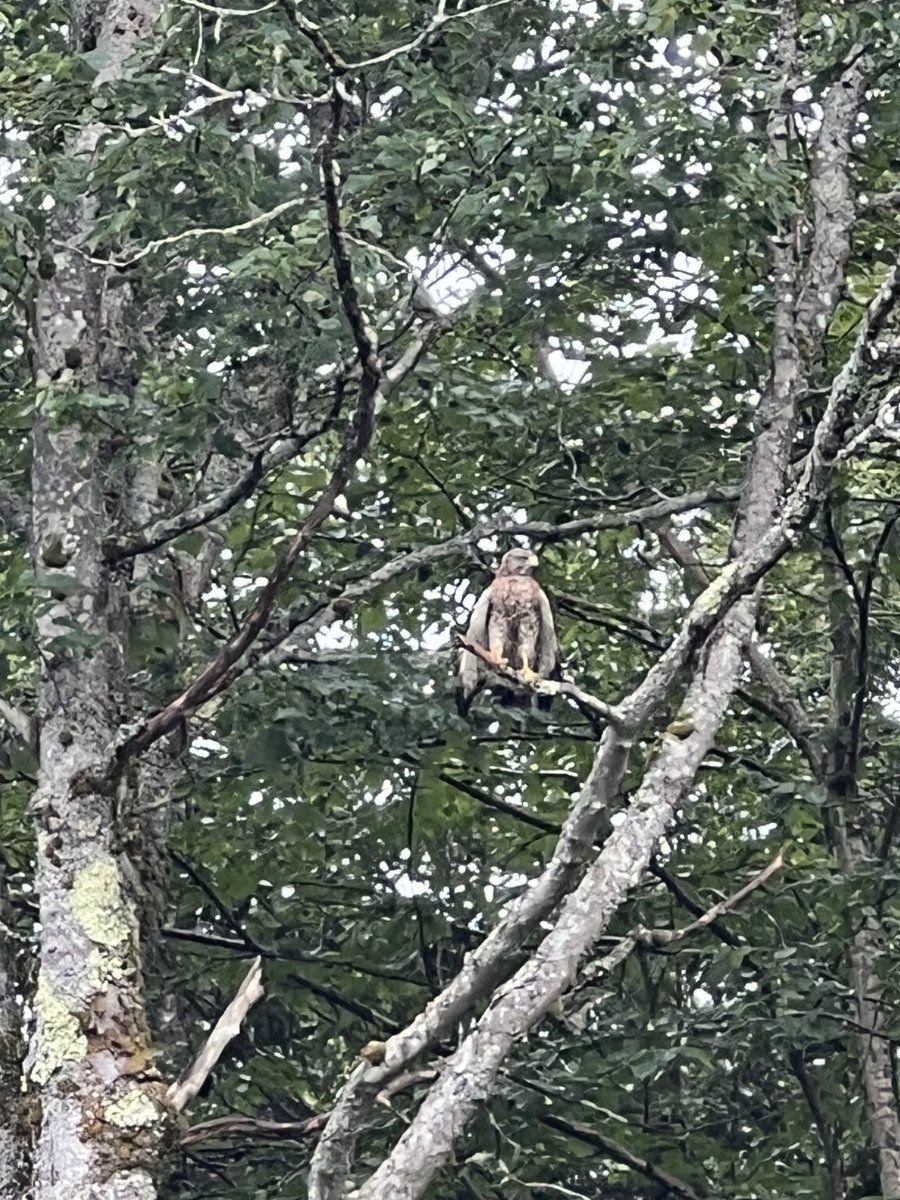 VermonsterWx's tweet image. The resident broad-winged hawk stopped by for another visit today...