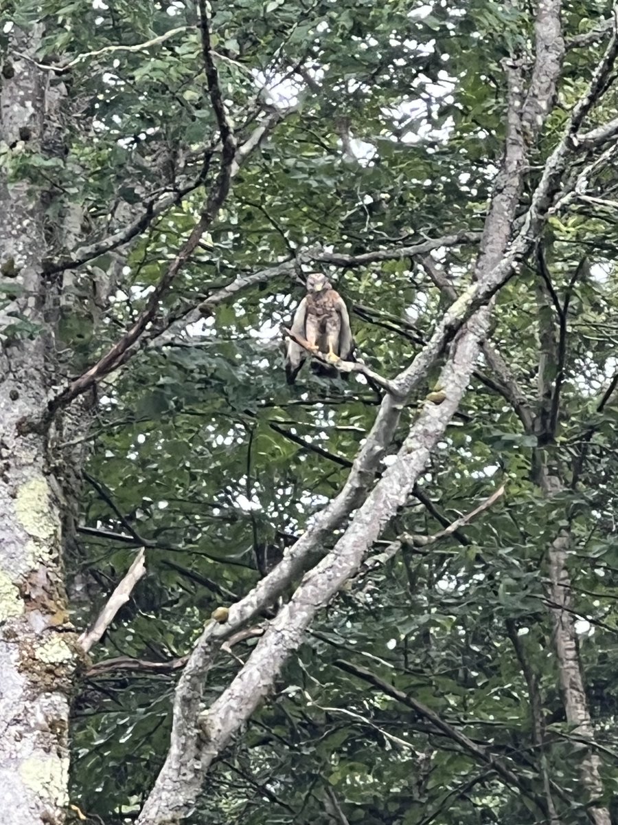 VermonsterWx's tweet image. The resident broad-winged hawk stopped by for another visit today...