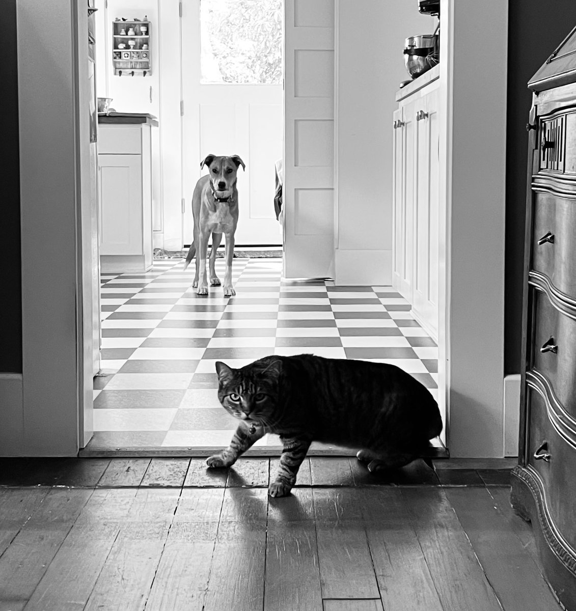 go away, human — this has nothing to do with you
