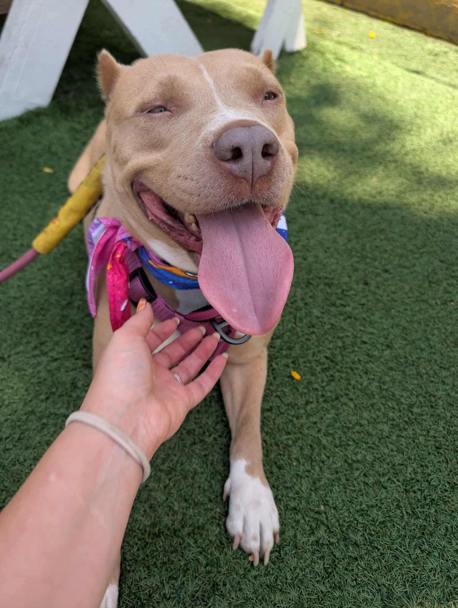 Adopt summer she’s dog friendly ❤️