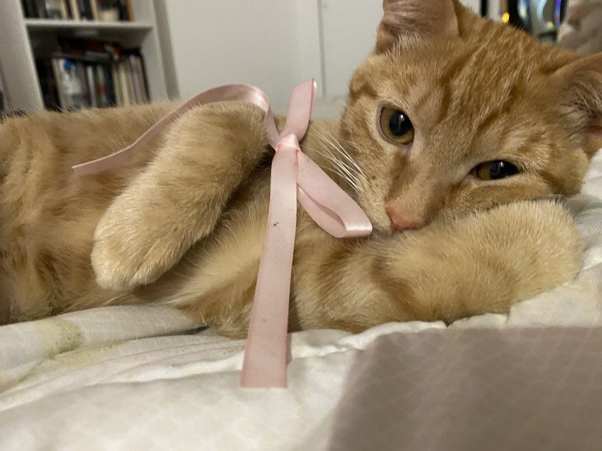 liaschofff's tweet image. o kyoto coquette ⋆𐙚₊˚⊹♡