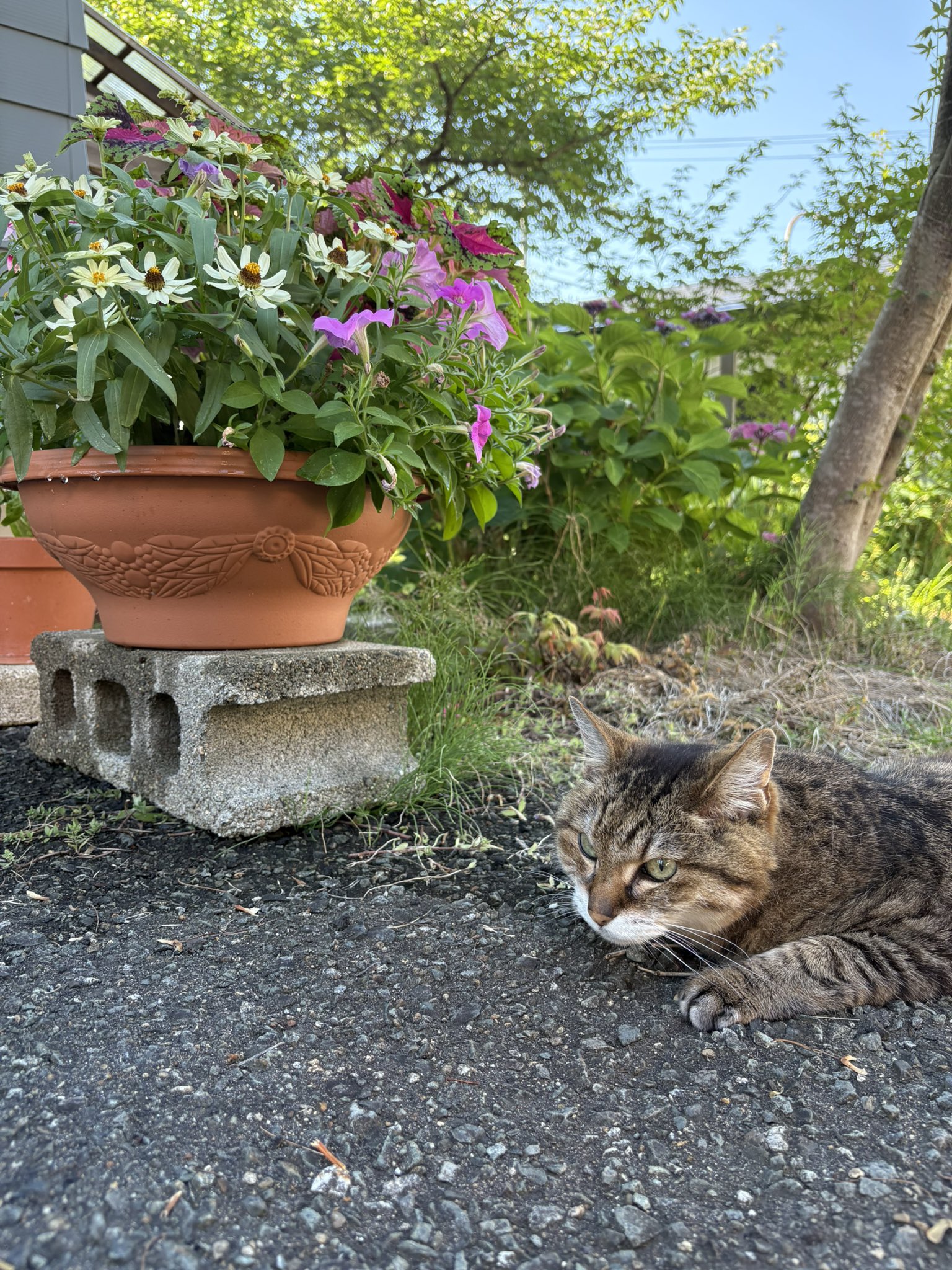 雨*猫様 画像追加しました。さらに値下げ❗️値下げ❗️アンティークミシンです 笑顔の日 ‎ฅ•ﻌ•ฅ