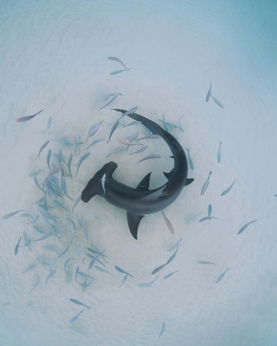 annieguttridge's tweet photo. Of course I have to kick off @SharkWeek with my Medusa shot! Happy #sharkweek y’all! 
🦈🦈🦈🦈🦈🦈🦈🦈🦈🦈🦈🦈🦈 https://t.co/eLrg82lnNG