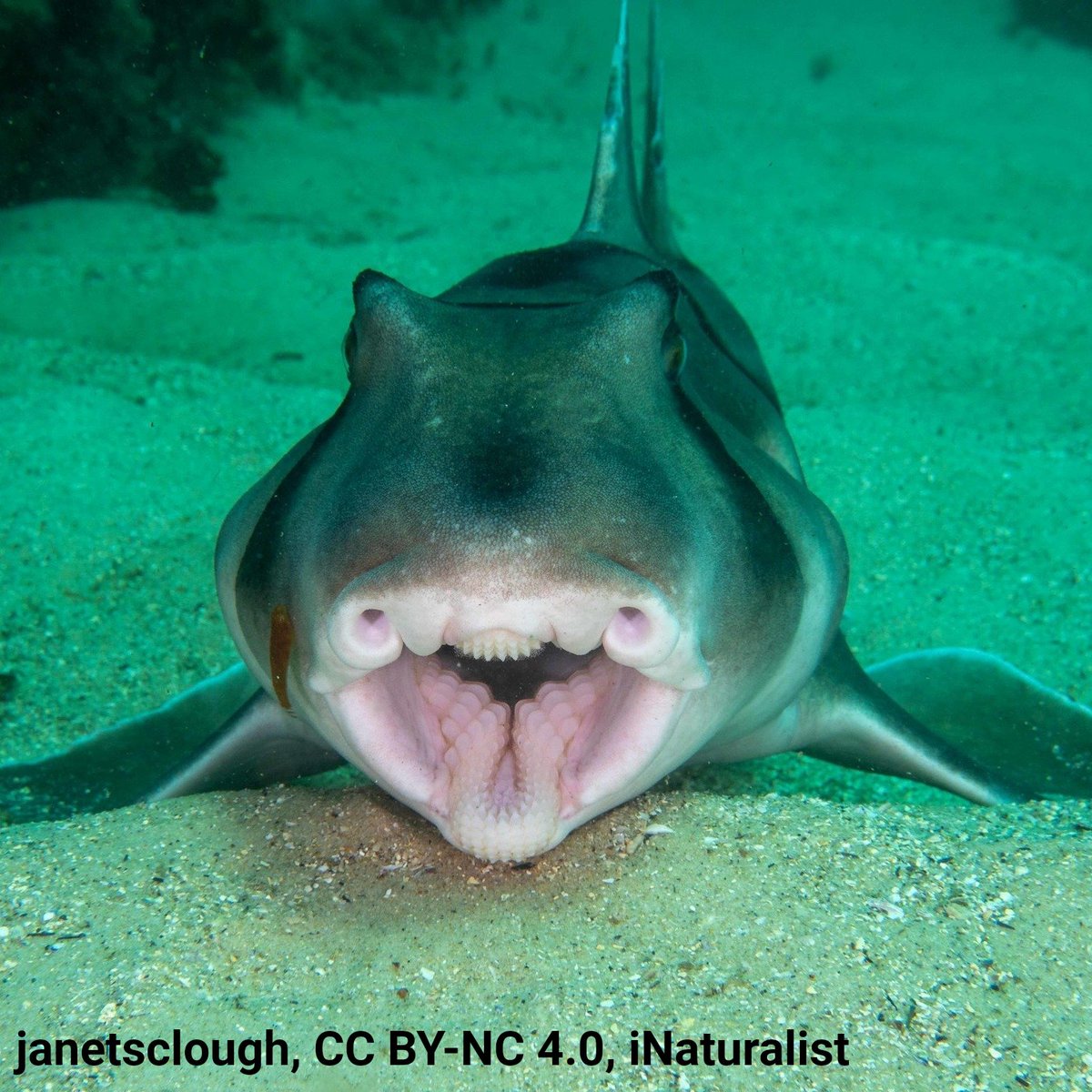 AMNH's tweet image. 🦈 It's #SharkWeek, so smile like the Port Jackson shark! Unlike many sharks, which have slicing blade-like teeth, this critter has small pointed teeth in the front and broad flat ones in the back—perfect for grasping, grinding, and crushing prey like mollusks and crustaceans.