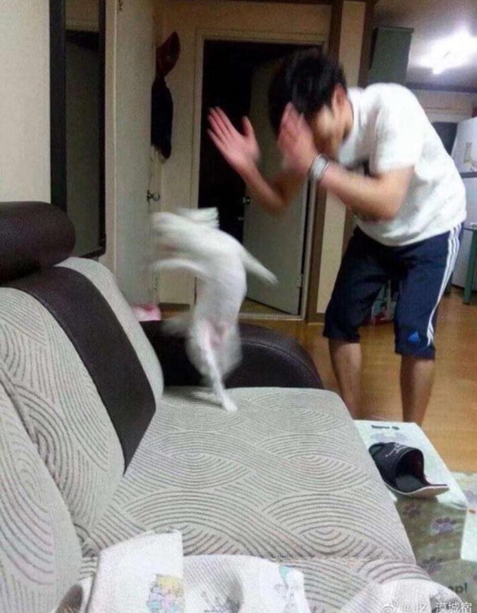 puppyhueka's tweet image. 
