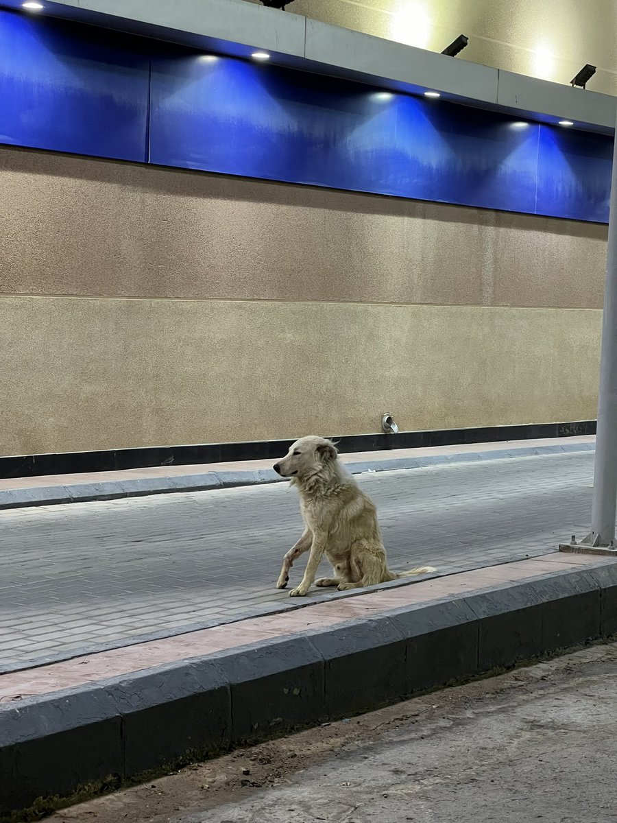 نوره," #أنا_صوتهم " 🐈 أم لكل المياوات🐈‍⬛ tweet media