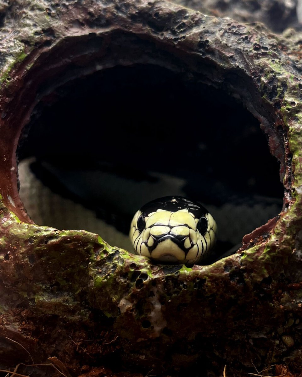Another Space Ghost #SquamateSunday!

#CritterCamp Counselor-in-Training Phoenyx Richards snapped this #CuteAF shot of Space Ghost the California Kingsnake (Lampropeltis getula californiae) as he relaxed between helping Phoenyx teach our campers about reptiles and amphibians!