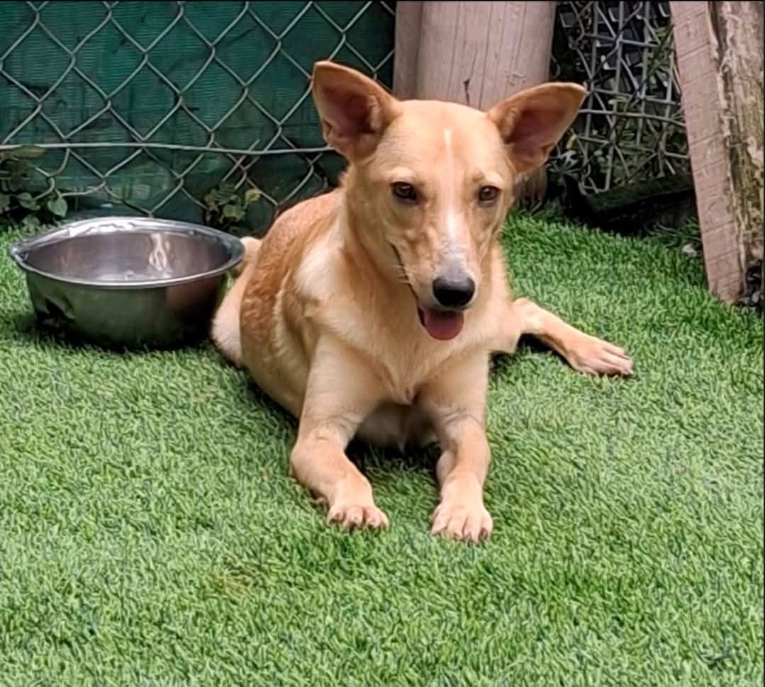 SPCA Fiji Islands _ Official (@prevention_to) on Twitter photo Bula #teamfiji meet Bozo and Cindy. These two cuties are ready 4 their forever homes! To learn more about Cindy and Bozo, chk out their profiles on our fb page or viber channel..u can also email spcafijireception@gmail.com 😀 Bula #teamfiji meet Bozo and Cindy. These two cuties are ready 4 their forever homes! To learn more about Cindy and Bozo, chk out their profiles on our fb page or viber channel..u can also email spcafijireception@gmail.com 😀