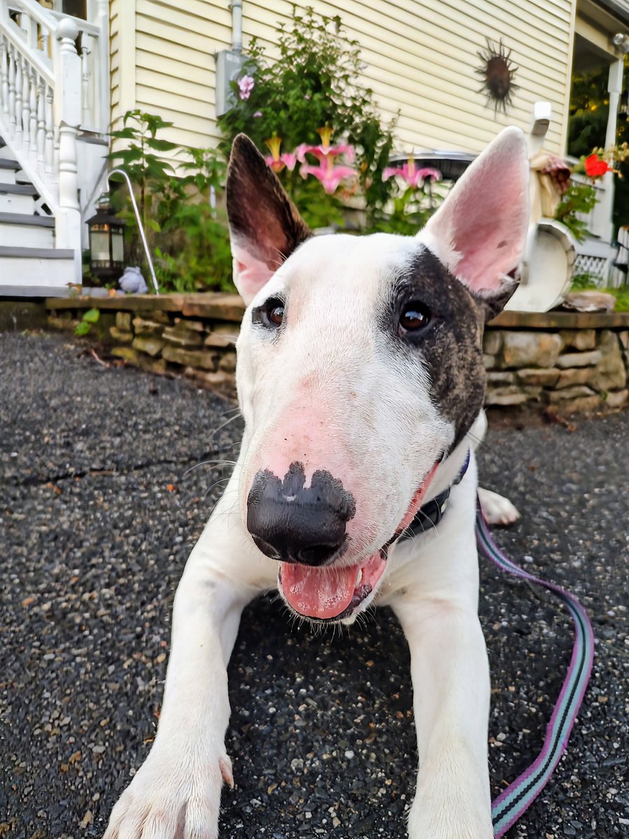 rexthetvterrier's tweet image. Today's #SpikesSpots is our driveway, because we started our walk and the sky opened up with heavy rain and ⚡. Once it stopped, we went out again to finish. Timing is everything, I'm told.
#Spike #PuppyLove #Dogs #Storm