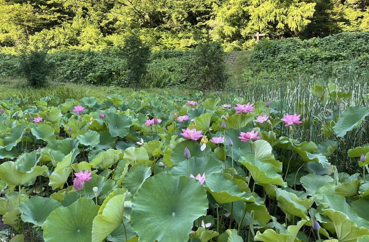atomu0808's tweet image. hshsしてきた