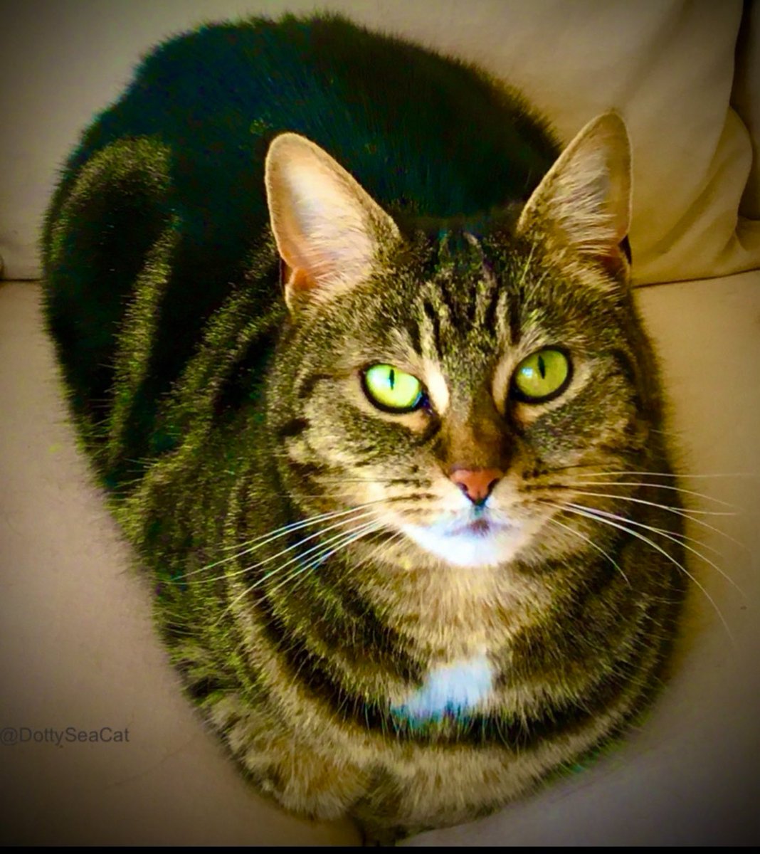 It’s very tiring when staff won’t wake up at 04:30 and a cat has to employ extreme methods, such as yowling, paw in the mouth, zooming, etc. I’ll bake a loaf before returning to my nap. #kittyloafmonday #cats #CatsOfTwitter 🍞🐈🍞