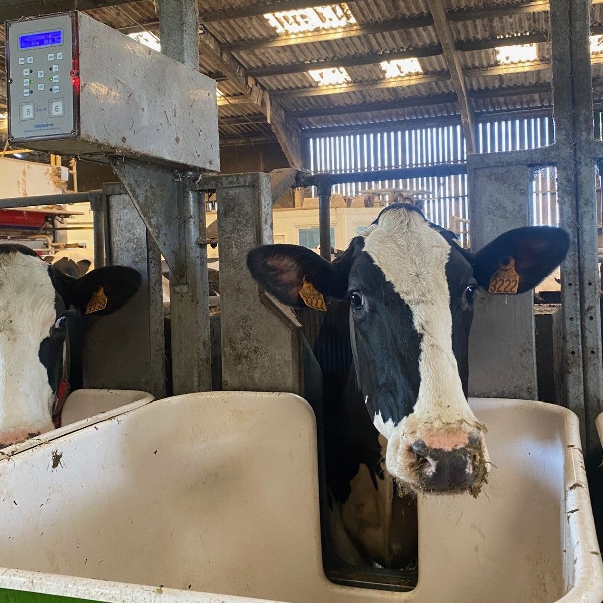 FC_actu's tweet image. Des recherches pour rendre l'élevage plus durable.
Reportage à la ferme du Pin, en Normandie, dans une unité expérimentale de l'Inrae.
radiofrance.fr/franceculture/…